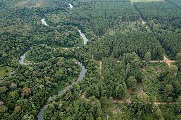 Google AI maps natural forests with 92.2% accuracy for deforestation-free supply chains
