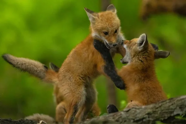 Wisconsin's Snapshot Program Collects 100M Wildlife Photos