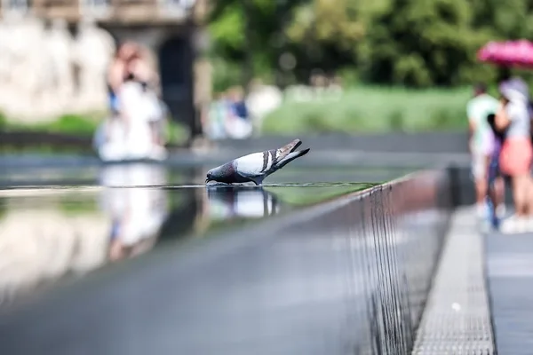 Record heatwave grips Eastern Europe, underscoring climate change impact