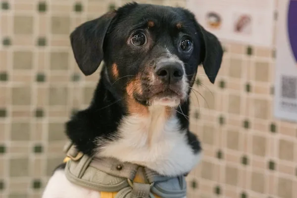 Hong Kong watchdog warns pet owners on insurance terms