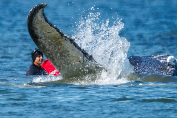 Rescued whale 'Timmy' found dead off Danish coast