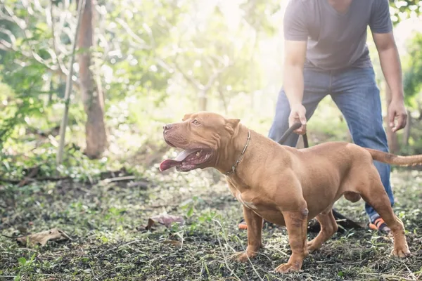 Girl dies after family dog attack in Germany