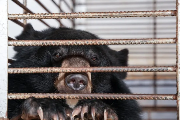 27 moon bears rescued from Laos bile farm in largest SE Asia raid