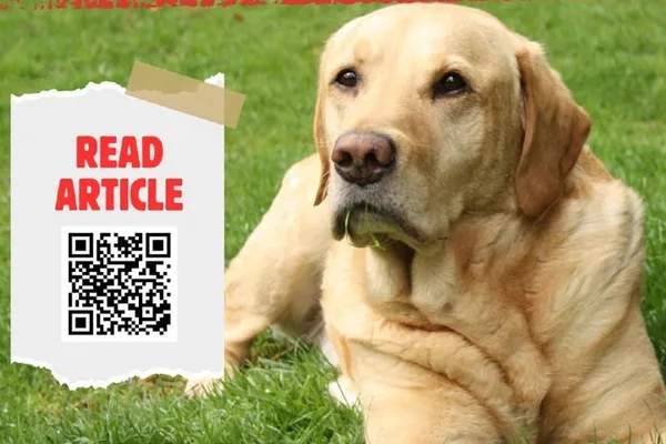 AI enhances pet recovery with facial recognition and real-time data