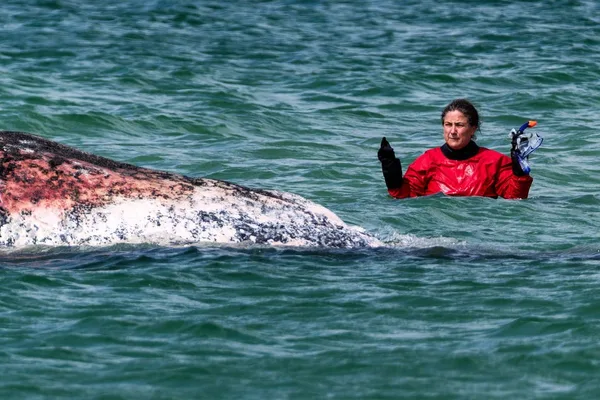 Humpback whale 'Timmy' dies after controversial rescue mission