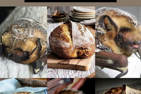 Meme referencing 'chinchilla' and 'bluberrry muffin' shared on Mastodon