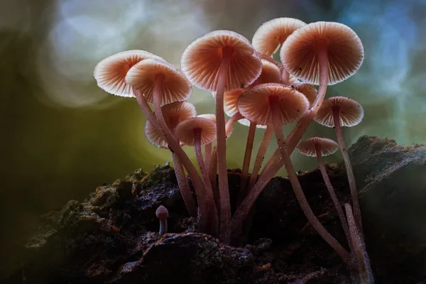 Man seeks immortality after consuming mushrooms, rescued from 27th-floor fall