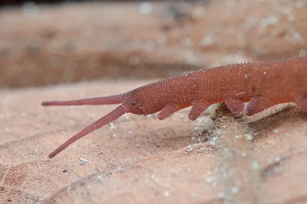Velvet worms hunt with a unique slime cannon that forms sticky traps