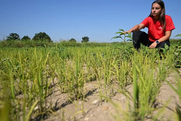 Europe's worst heatwave devastates Italian rice crops