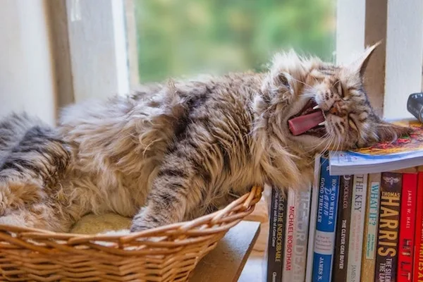 Recommender systems should prioritize serendipity over pure accuracy for user engagement.