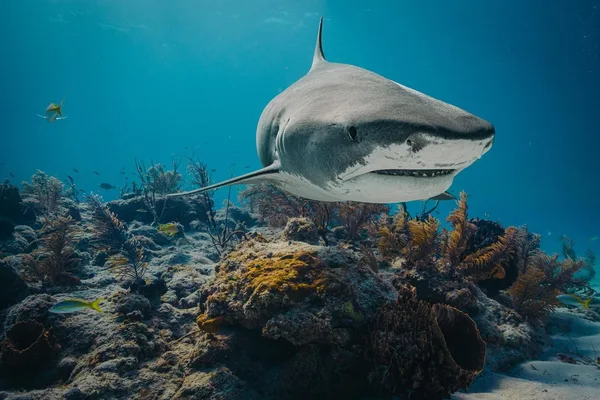 Triggerfish aggressively defend territory against tiger sharks