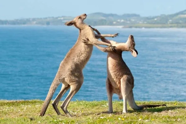 Australia probes Meta, TikTok, X, Snap!, Discord over child safety