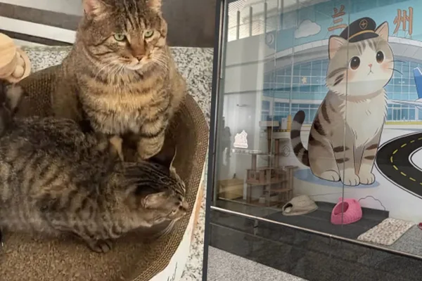 China airport wins hearts for building ‘love-filled’ shelter for stray cat family on-site
