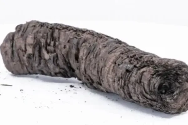 AI deciphers ancient scroll charred by Mount Vesuvius eruption