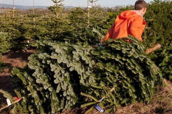 US Christmas tree growers fight China import tariffs