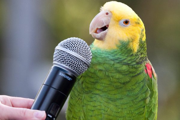 Parrots use proper names to identify individuals, study finds