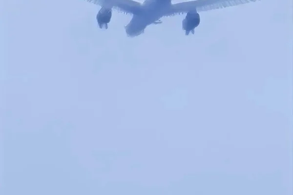 AI photography misidentifies plane as bird, user distrusts AI images