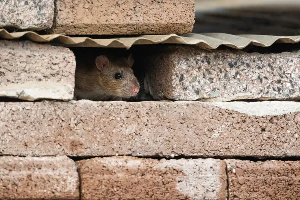 It's an AI web, and we're just rats in the walls