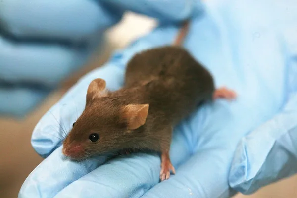Single cocaine exposure alters mouse brain genomes for weeks, study finds