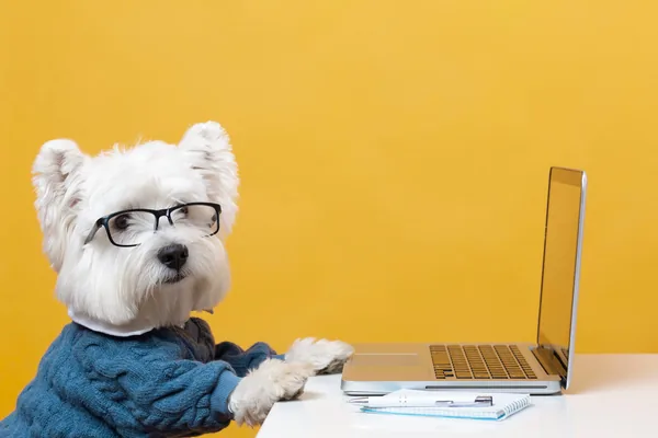 Walter Writes launches Claude connector for Shopify product descriptions