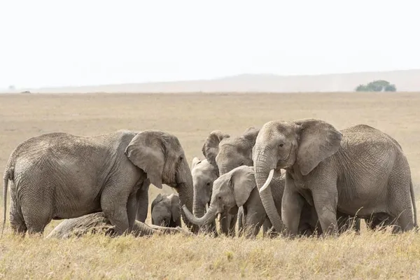 Why Do Elephants Hold ‘Funerals’ For Their Dead? A Biologist Explains