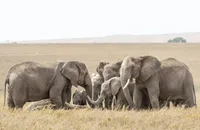 Why Do Elephants Hold ‘Funerals’ For Their Dead? A Biologist Explains