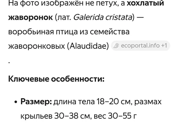 Yandex AI proves useful for rural living