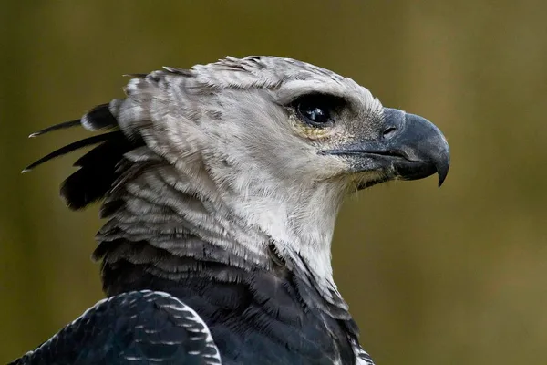Harpy eagles hunt monkeys with specialized talons and agility