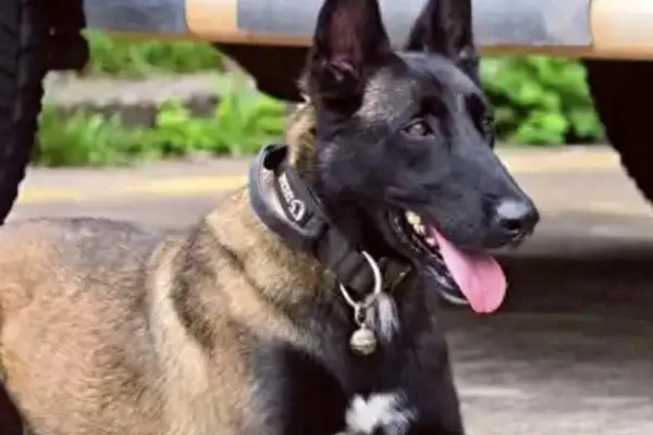 Loyal police dog waits for injured handler, captivating millions in China