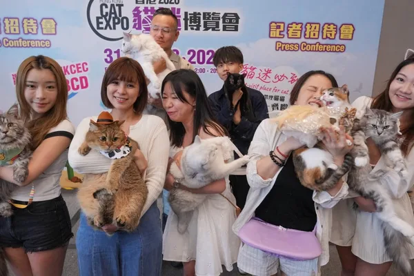 香港猫主人在“银发经济”热潮中为宠物护理支出创纪录