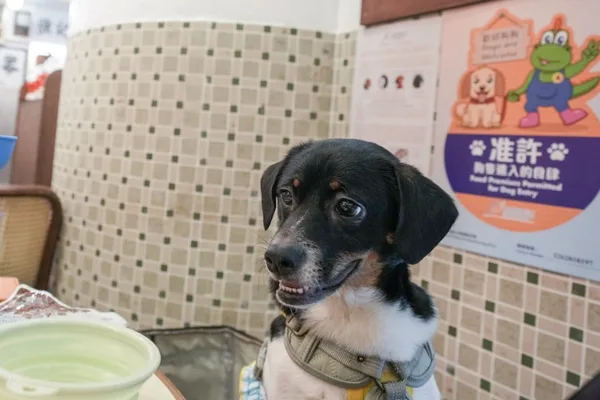 Hong Kong restaurants withdraw from dog-friendly scheme amid minor complaints