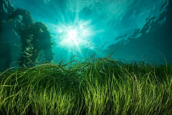全球海草草甸正在消失，但度假村和潜水员正在反击