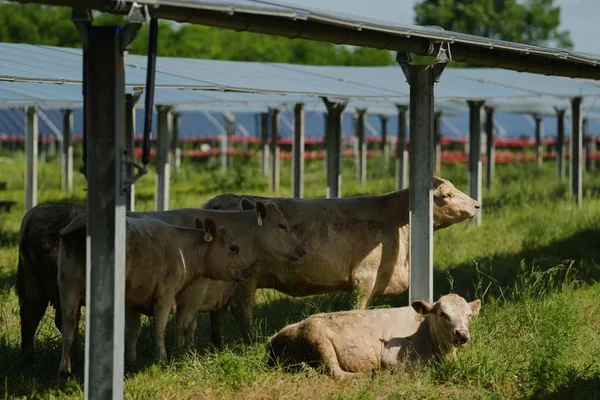Agrivoltaics integrates solar panels into farms for dual benefits