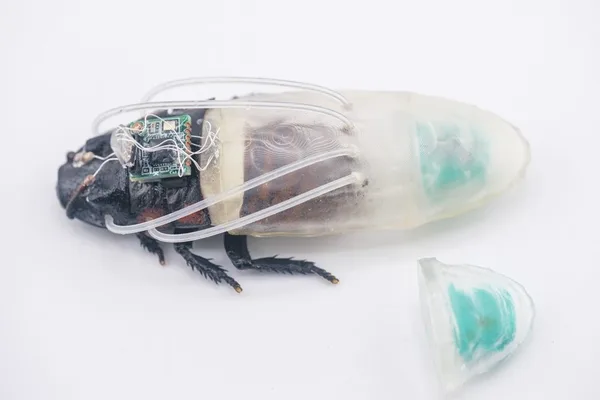 Cyborg Cockroaches Get Underwater Breathing for Disaster Rescue