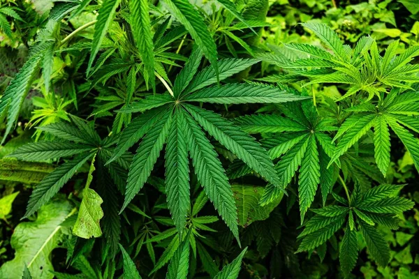 基于大麻的塑料替代品在包装领域展现出潜力