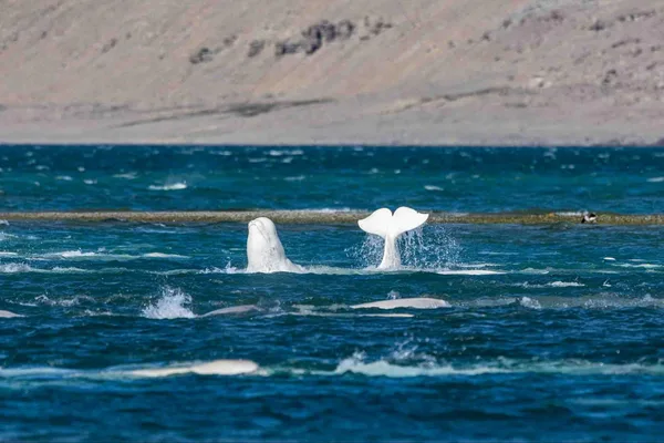 Google's Perch 2.0 AI model excels at whale vocalization analysis