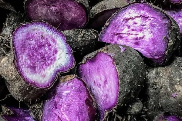 Philippine ube sees global demand surge, exports double to over $3M