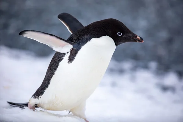 MX Linux 25.2 released with systemd/sysvinit choice