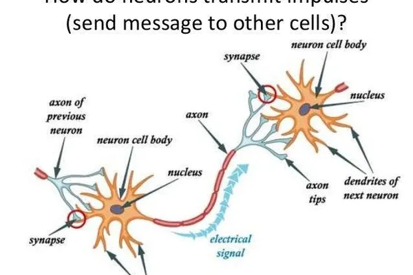Introduction to Deep Learning and Neural Networks Explained