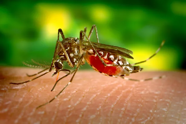 Tropical diseases gain foothold in continental US amid climate change